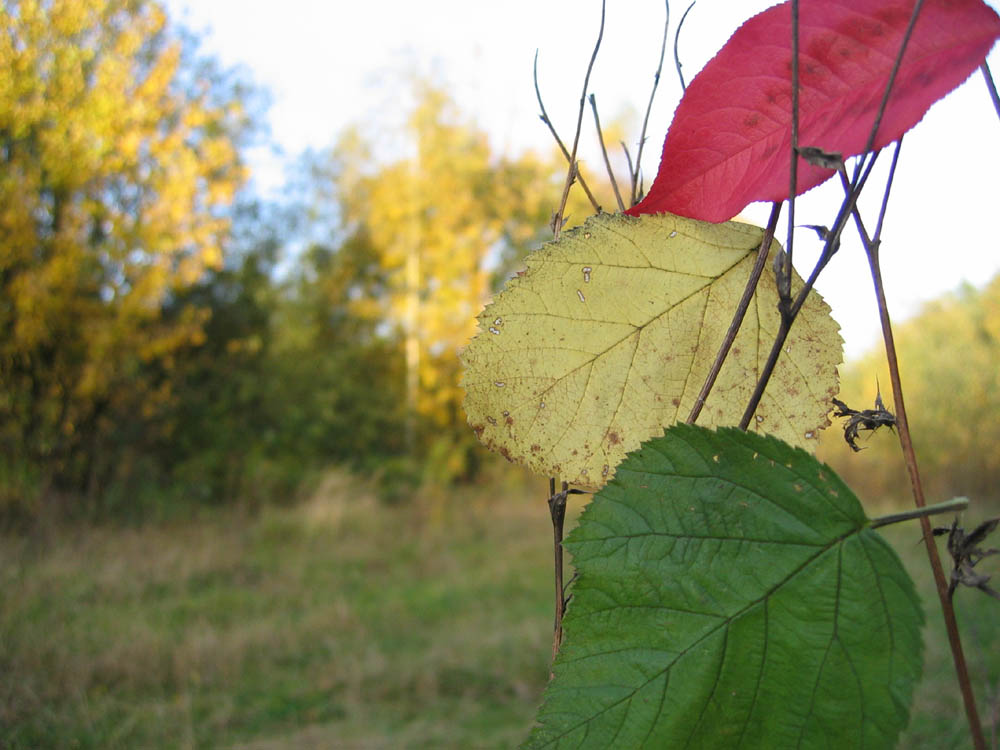 Herbst-Ampel