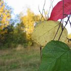 Herbst-Ampel