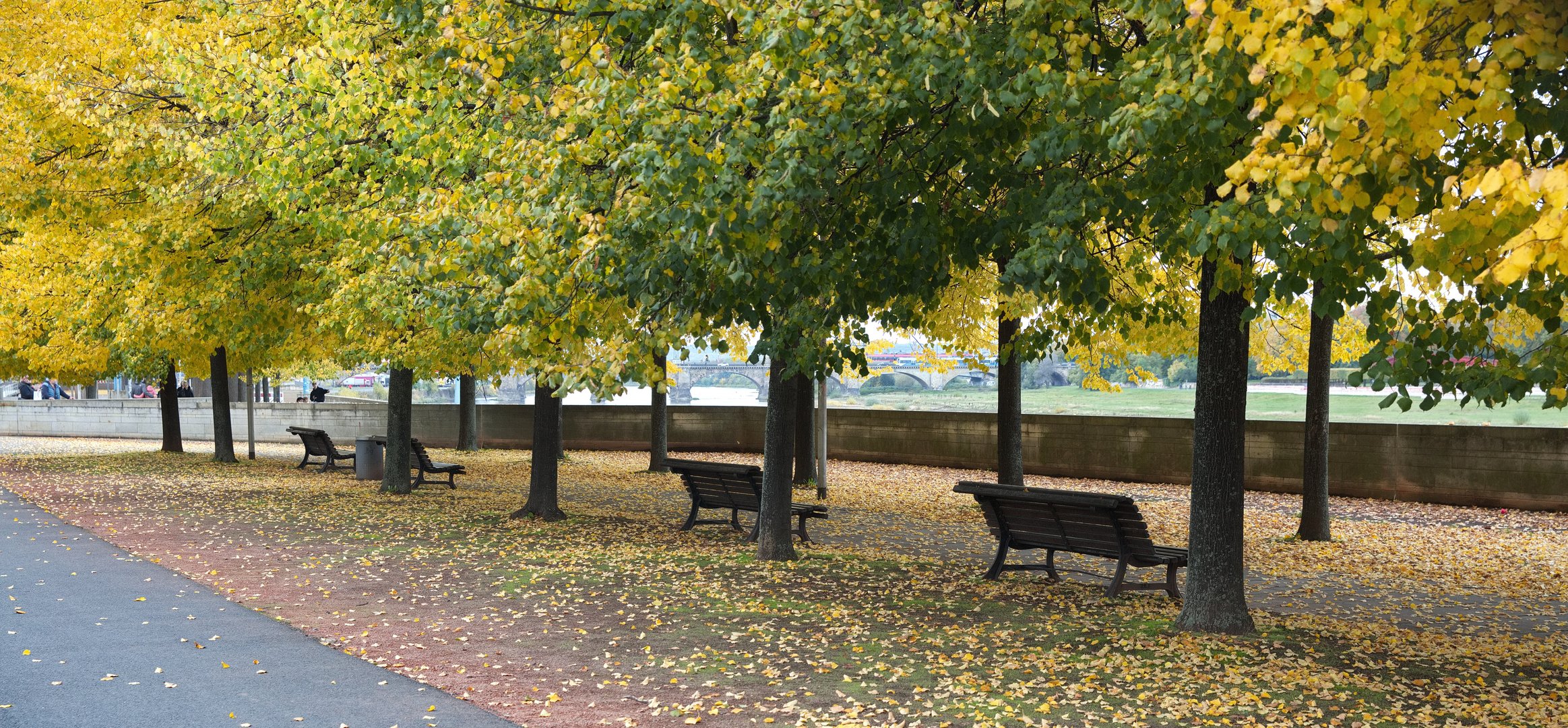 Herbst an den Elbwiesen in Dresden