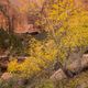 Zion National Park