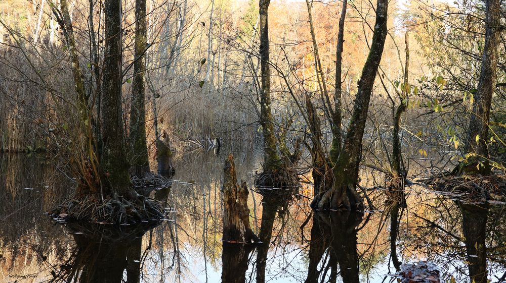 Herbst an den Hardtseen