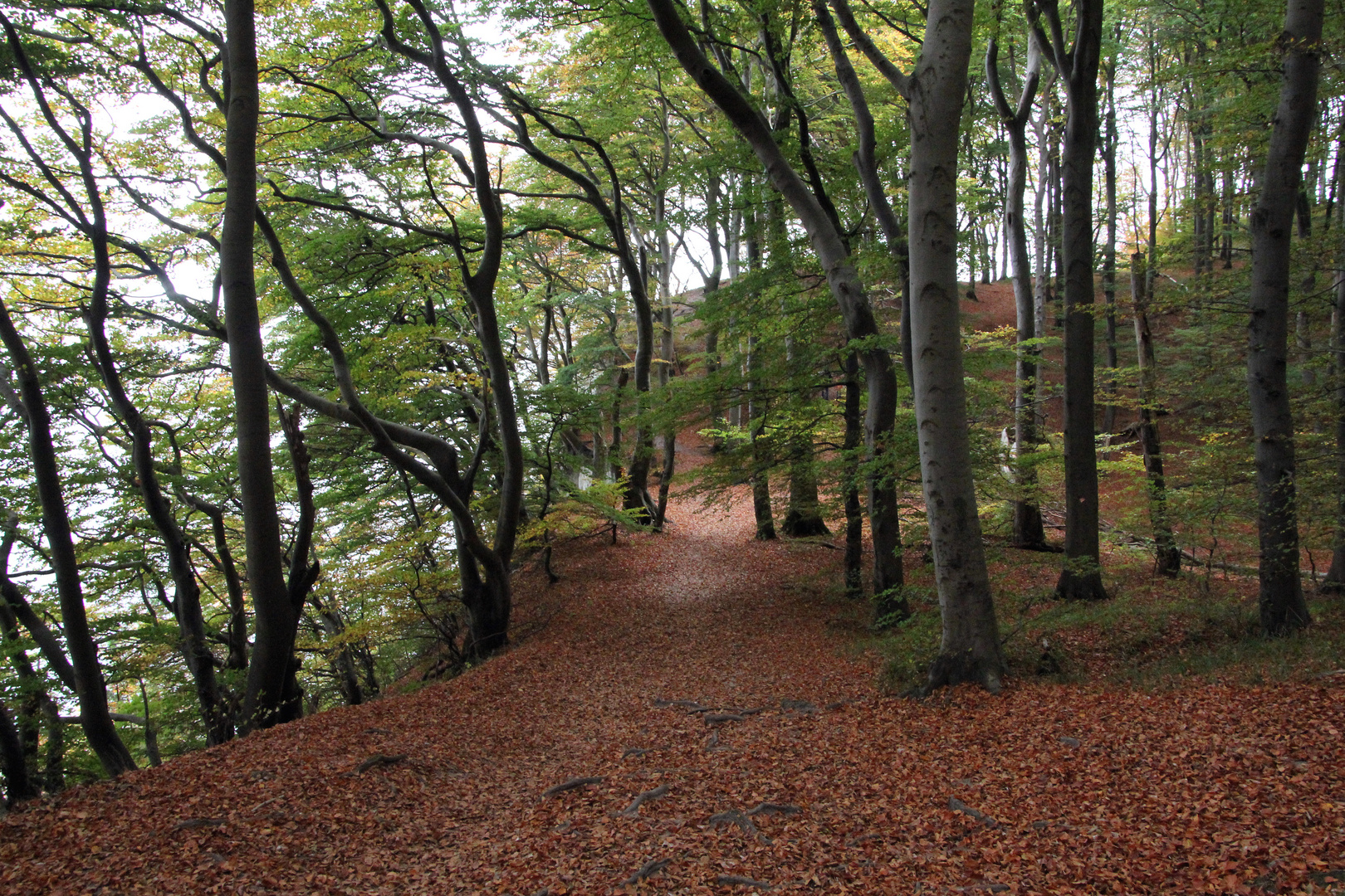 Herbst an den Klippen