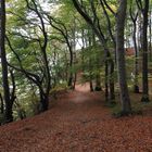 Herbst an den Klippen