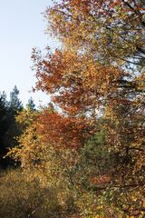 Herbst an den Moorwiesen