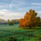 Herbst an der Agger