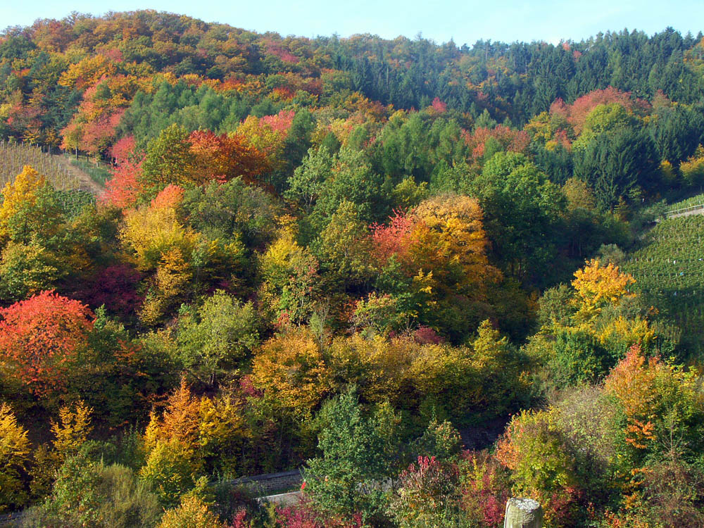 Herbst an der Ahr