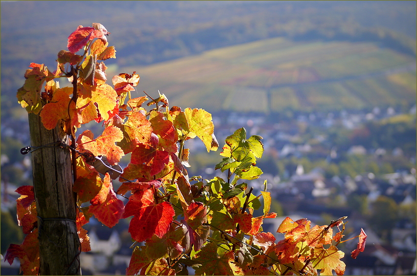 Herbst an der Ahr...