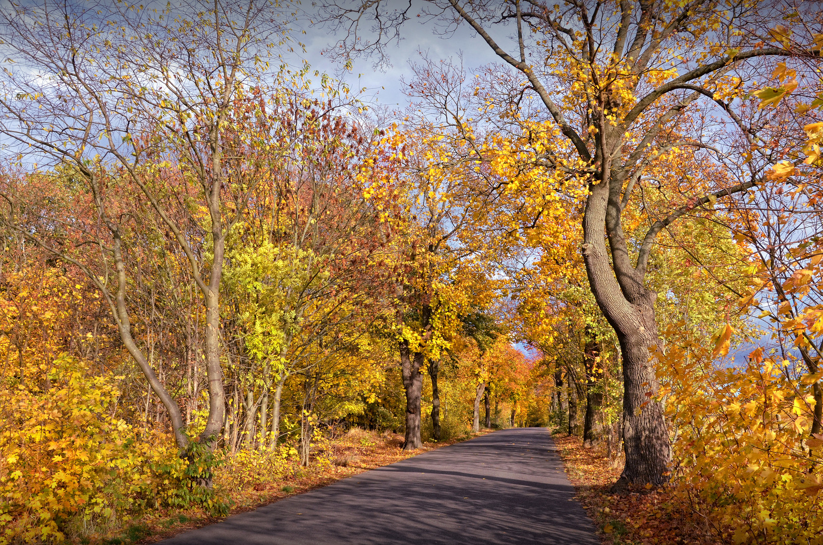 Herbst an der Allee am 30.10.2018....  