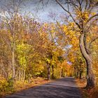 Herbst an der Allee am 30.10.2018....  