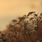 Herbst an der alten Donau