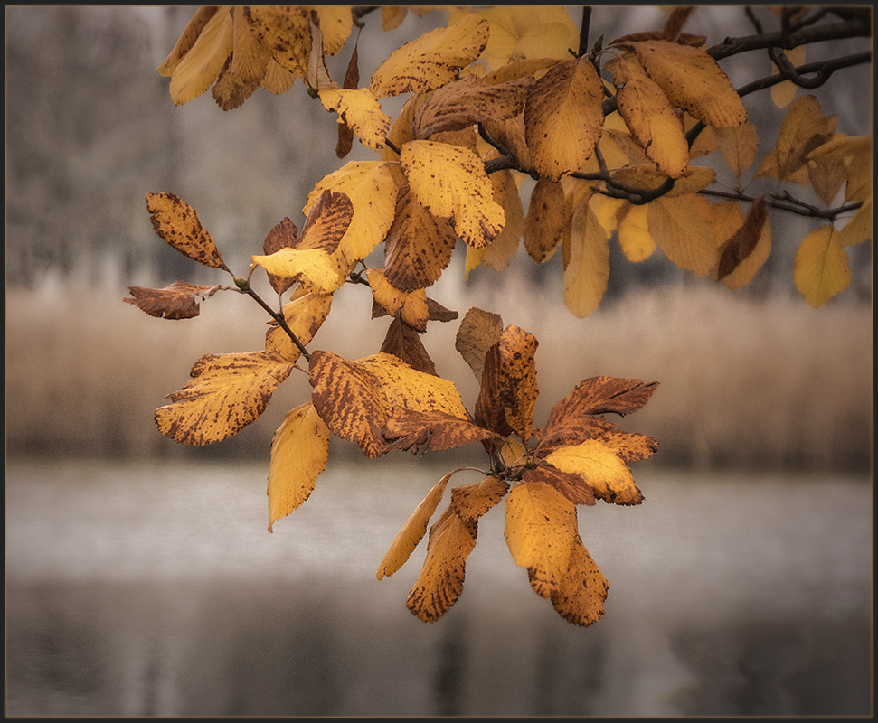 Herbst an der alten Donau