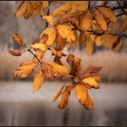 Herbst an der alten Donau