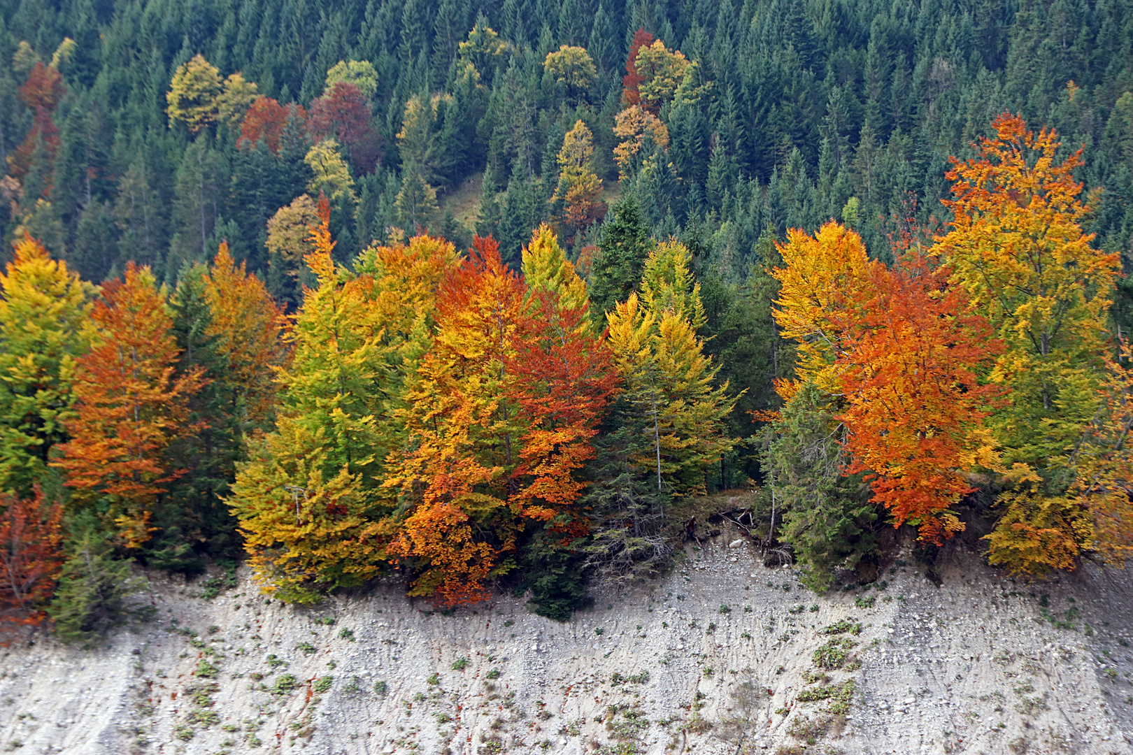 Herbst an der Bach-Abbruchkante