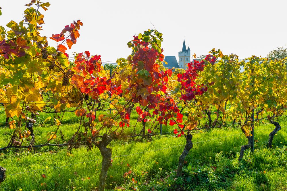 Herbst an der Burgkirche 18