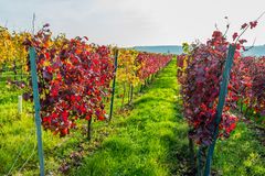 Herbst an der Burgkirche 60