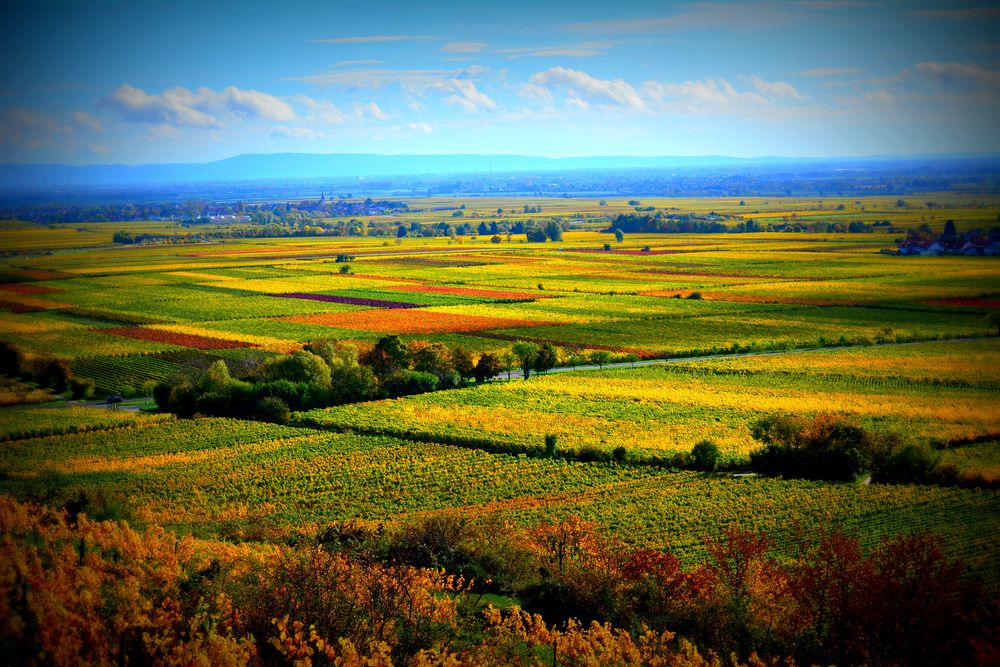 Herbst an der Deutschen Weinstrasse 2