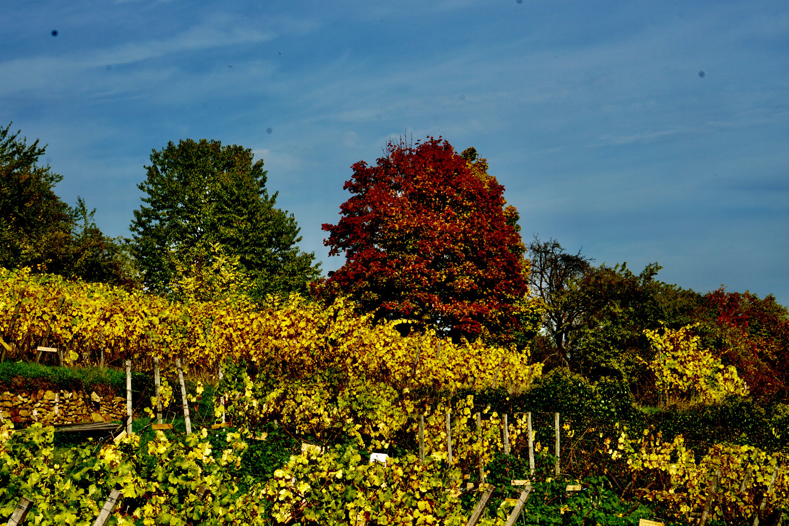 Herbst an der Deutschen Weinstraße 