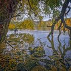 Herbst an der Donau