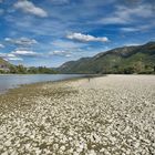 Herbst an der Donau