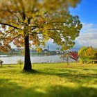 Herbst an der Donau 4. JPG