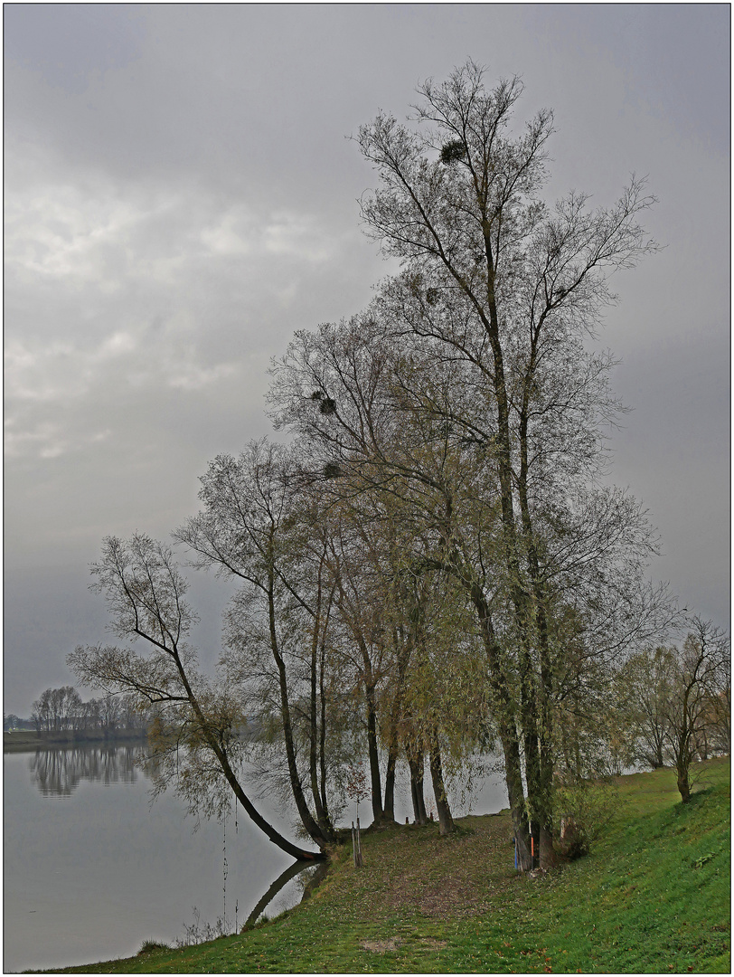 Herbst an der Donau