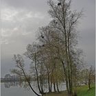 Herbst an der Donau