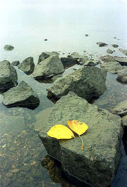 Herbst an der Donau