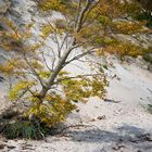 Herbst an der Düne - Usedom