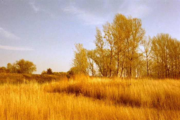 Herbst an der Elbe