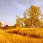 Herbst an der Elbe