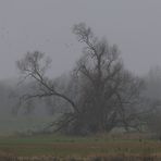 Herbst an der Elbe