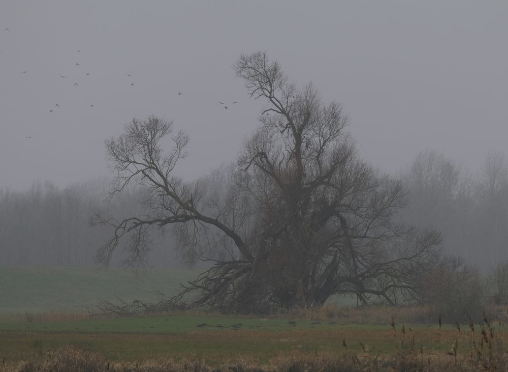 Herbst an der Elbe