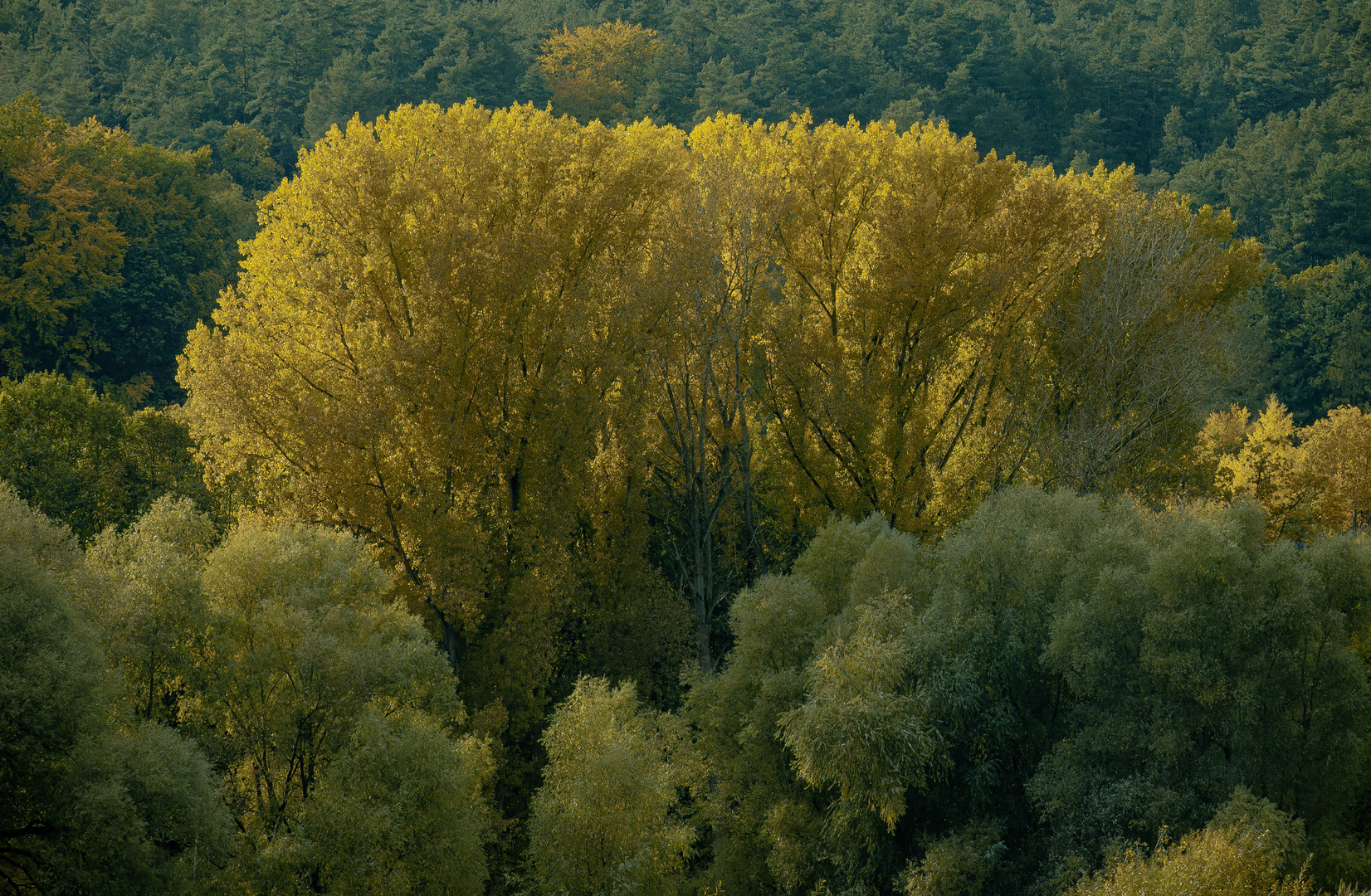 Herbst an der Elbe