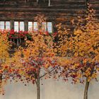 Herbst an der Fassade