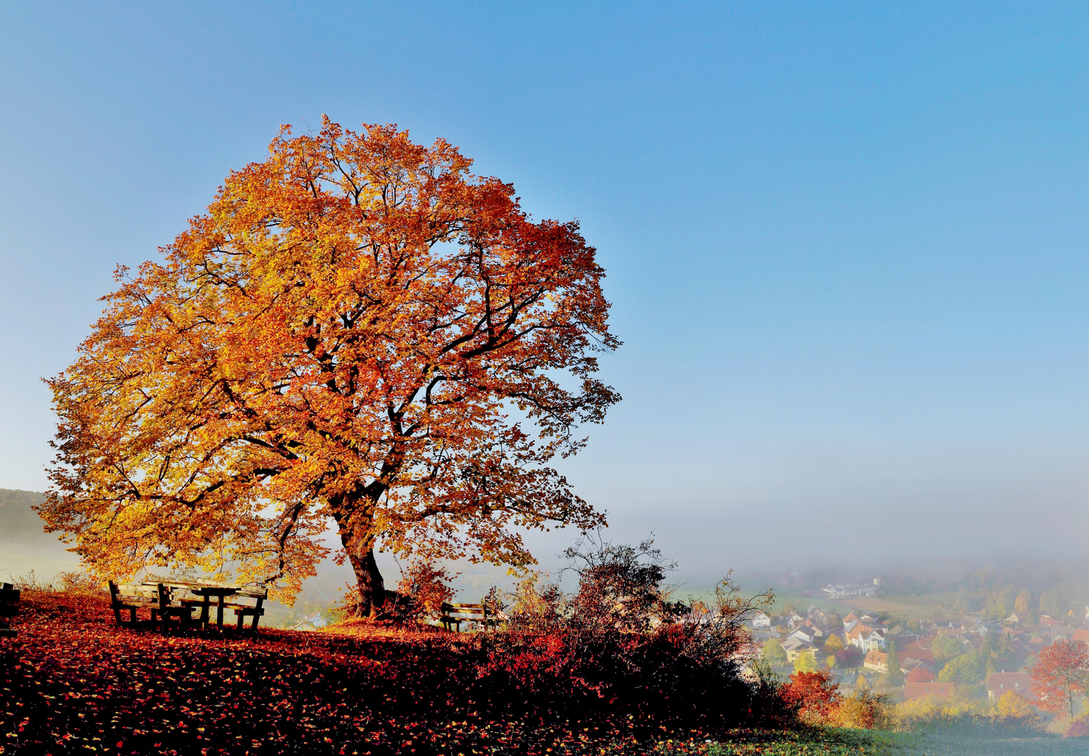 Herbst an der Friedenslinde.