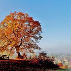 Herbst an der Friedenslinde.