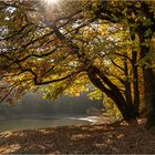 Herbst an der Glörtalsperre ...