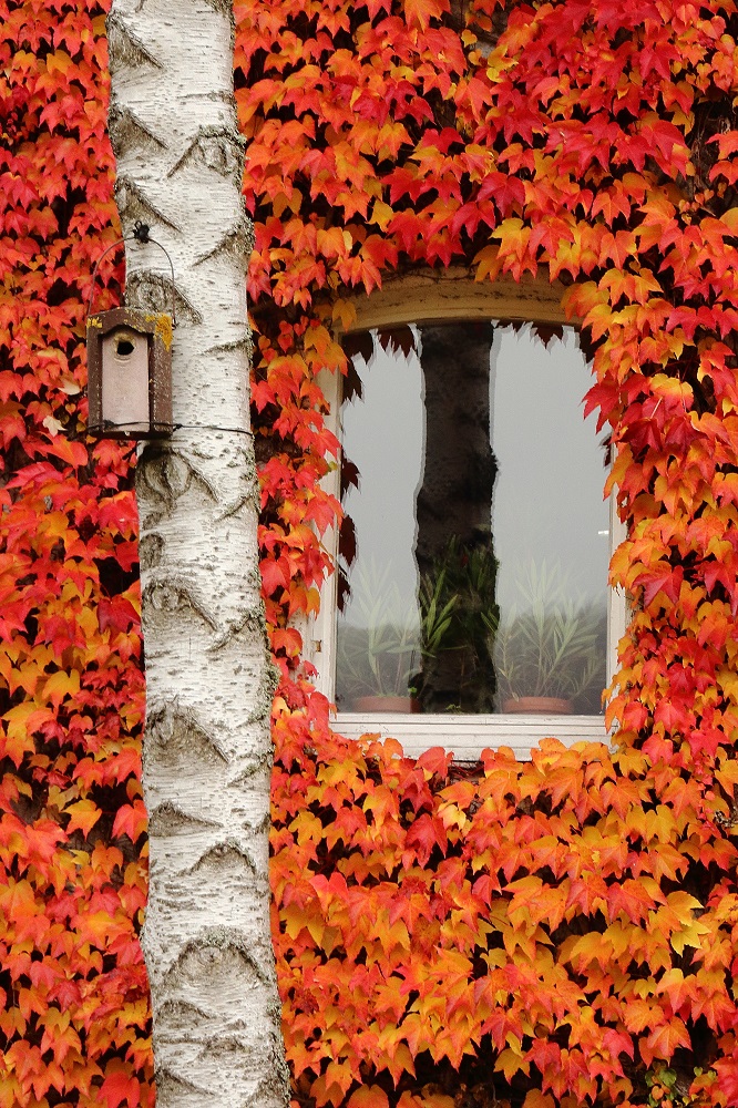 Herbst an der Hauswand