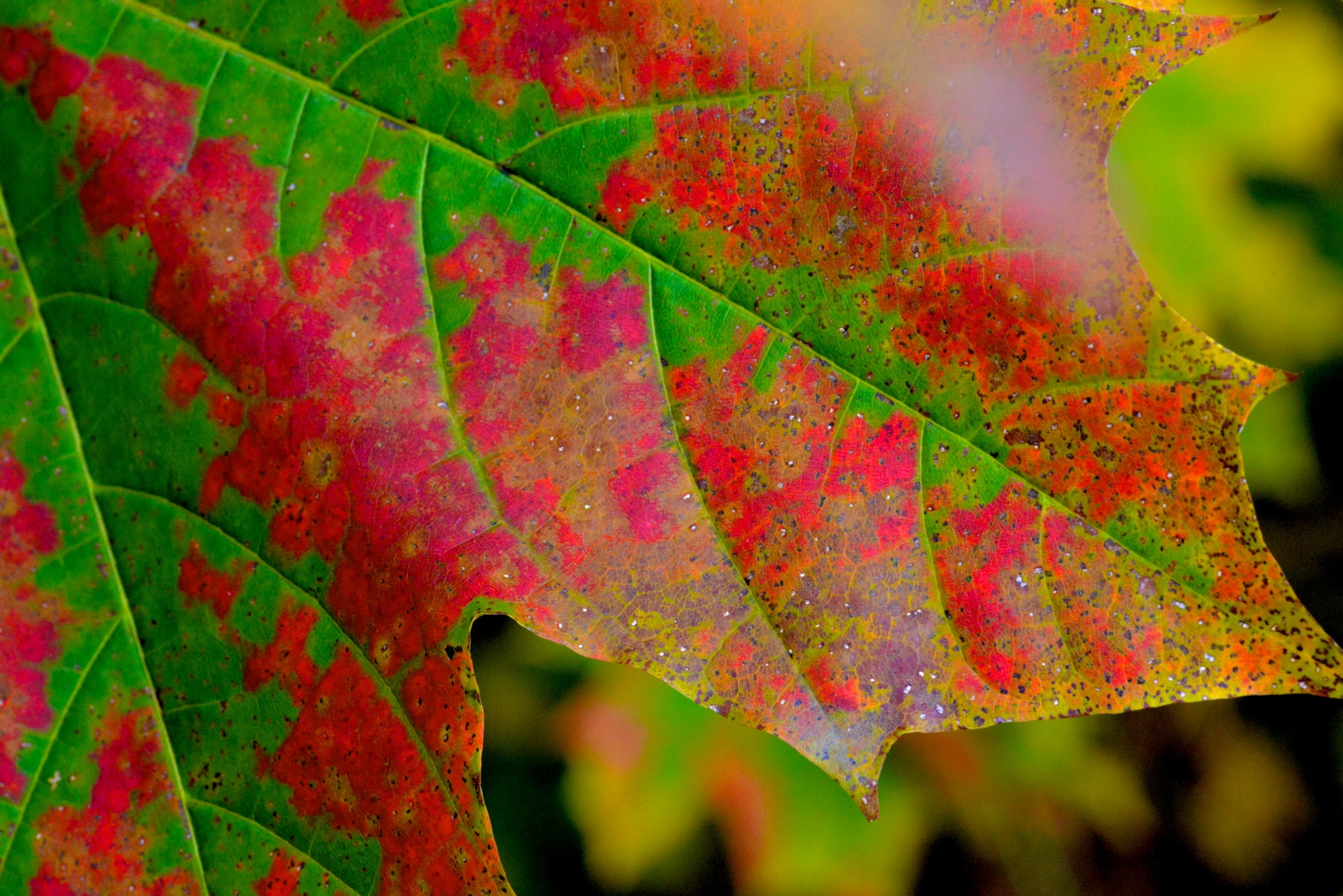 .....Herbst an der Ilmenau....