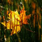 Herbst an der Isar