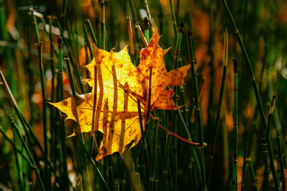 Herbst an der Isar