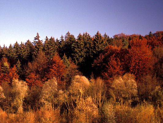 Herbst an der Isar in München