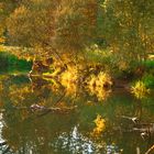 Herbst an der Kinzig bei Aufenau