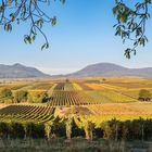 Herbst an der Kleinen Kalmit