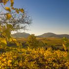 Herbst an der Kleinen Kalmit