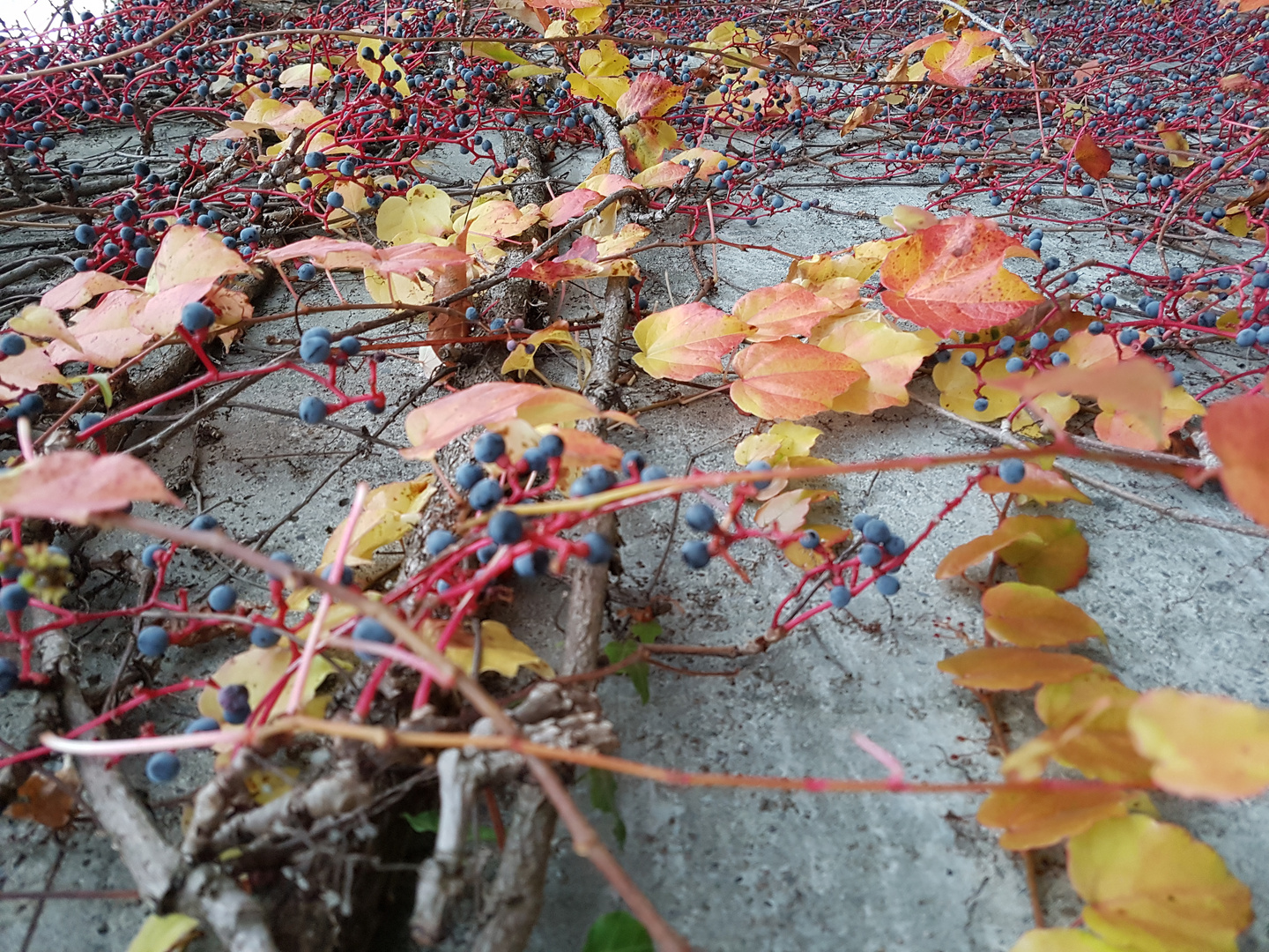 Herbst an der Mauer