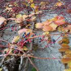 Herbst an der Mauer