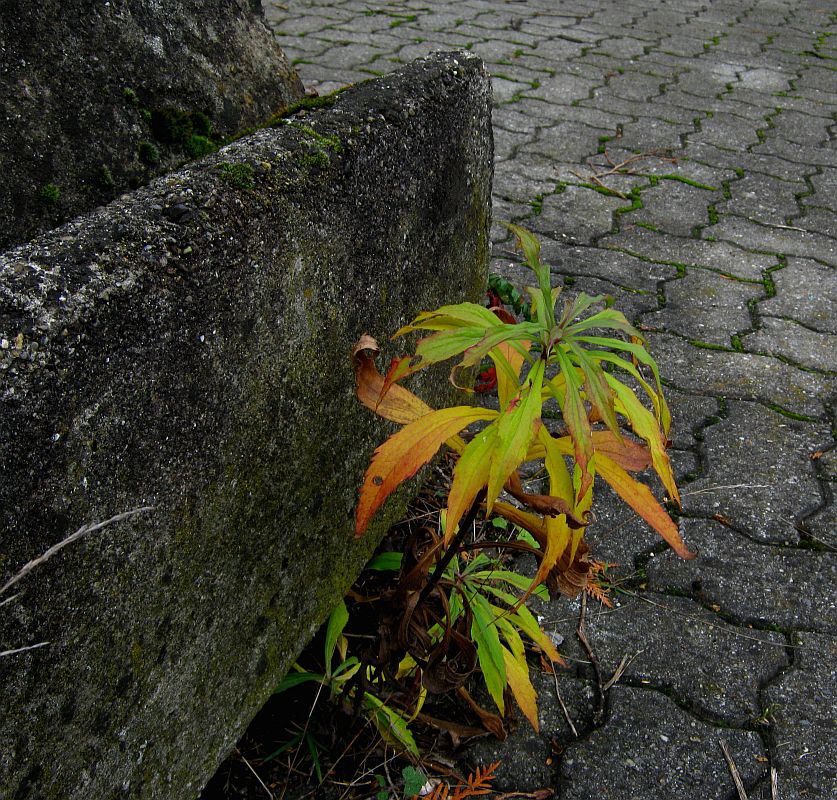 Herbst an der Mauer