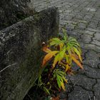 Herbst an der Mauer