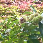 Herbst an der Mauer von Kloster Eberbach